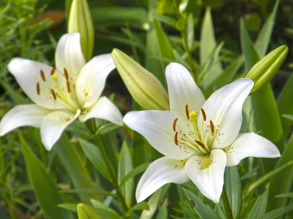 Zambaklar. Yaz çiçek.