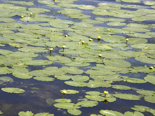 호수에 물 큐브의 잎. — 스톡 사진