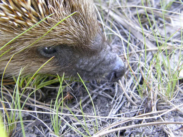 Un hérisson sauvage sur le sol . — Photo