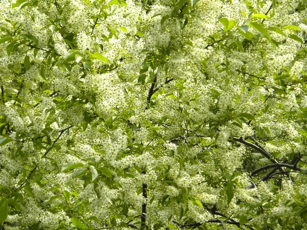 Bloemen op de boom laurel. — Stockfoto