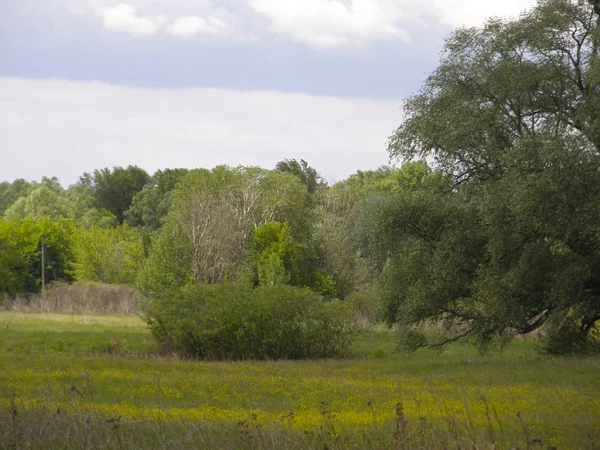 Prairies verdoyantes et beaux arbres — Photo