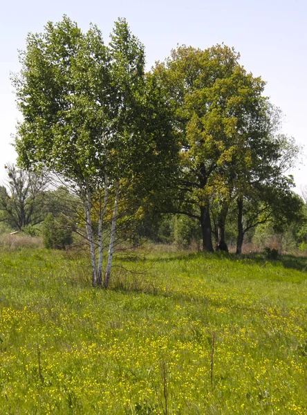 Gröna ängar och vackra träd — Stockfoto