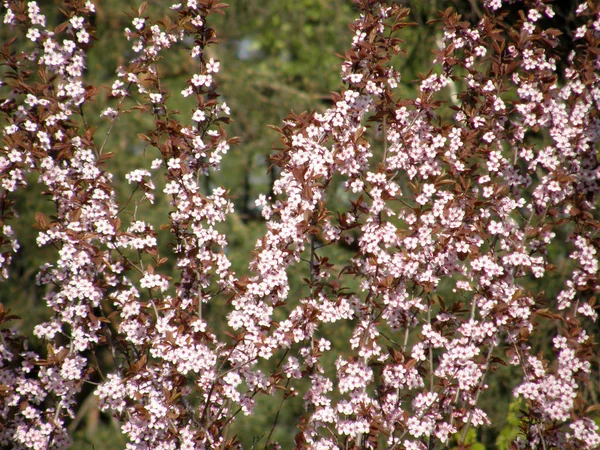 Sakura na primavera . — Fotografia de Stock
