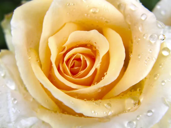 Rose flower. Flowers. — Stock Photo, Image
