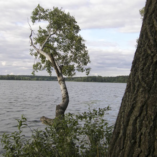 Göl su arka plan üzerinde ağaçlar.