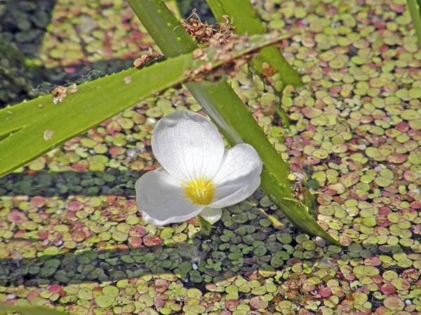 Corpuscle je obyčejné nebo aloe jako. Letní květiny. Royalty Free Stock Fotografie