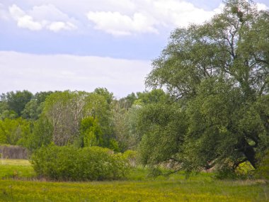 Yeşil çayırlar ve güzel ağaçlar