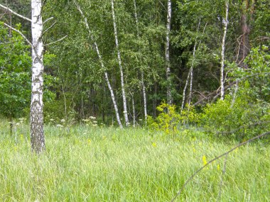 Yaz ormandaki ağaçlar.