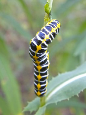 Caterpillar bir bitkinin kök üzerinde.
