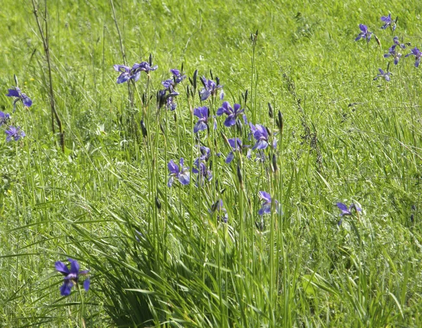 Iris salvajes. Flores de primavera . — Foto de Stock