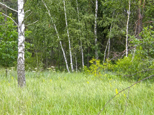 Yaz ormandaki ağaçlar.