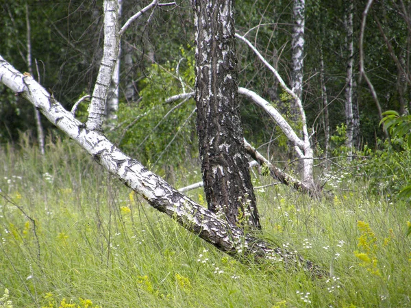 Stromy v lese letní. — Stock fotografie