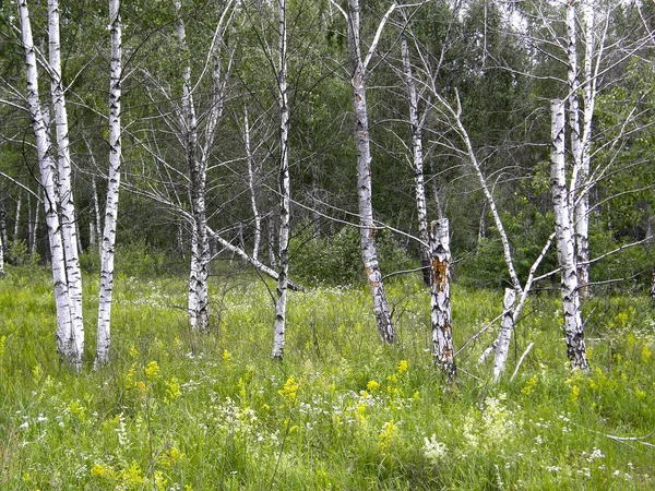 Bomen in het bos van de zomer. — Stockfoto