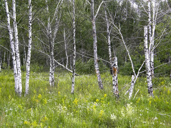 Árboles en el bosque de verano . — Foto de Stock