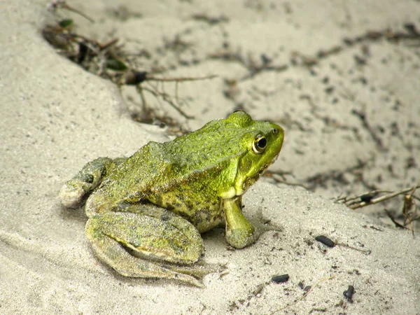 Groene kikker op het zand. — Stockfoto