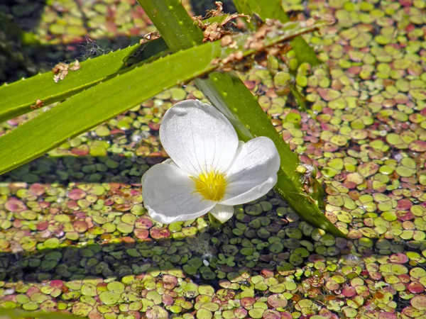 Das Korpuskel ist gewöhnlich oder aloeartig. Sommerblumen. Stockfoto