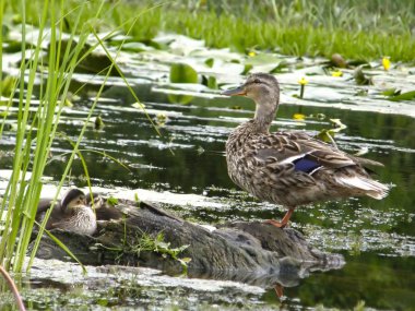 su üzerinde yaban ördekleri.