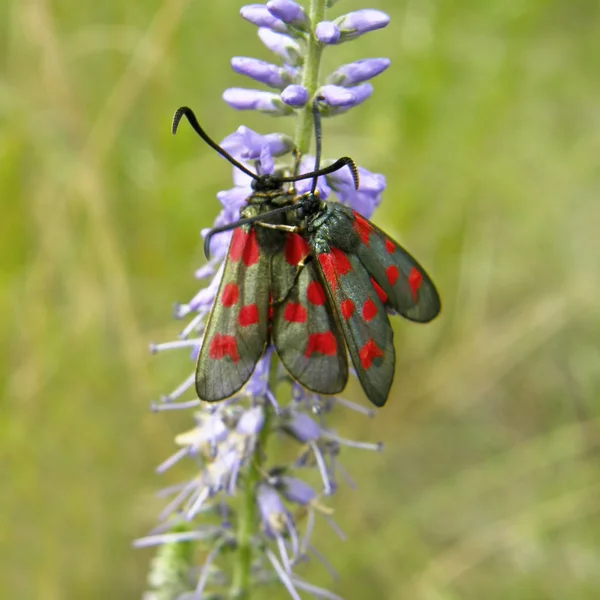 Pistryanka six-spotted on Veronica blossoms — Stock Photo, Image
