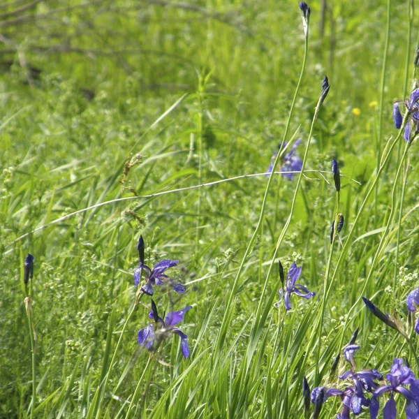 Iris salvajes. Flores de primavera . — Foto de Stock