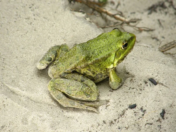 Groene kikker op het zand. — Stockfoto