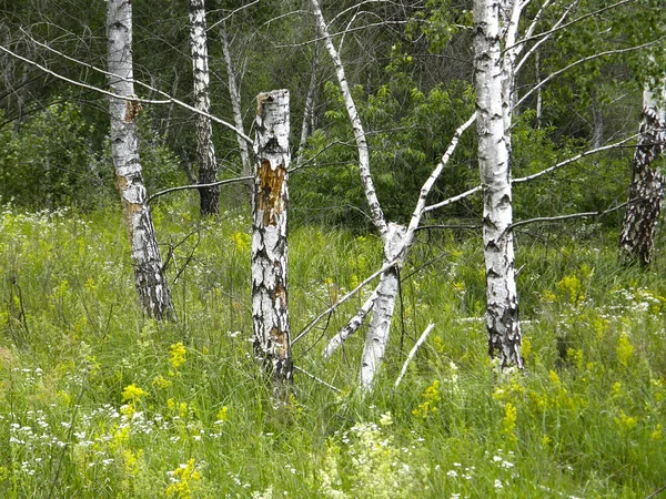 Bomen in het bos van de zomer. — Stockfoto