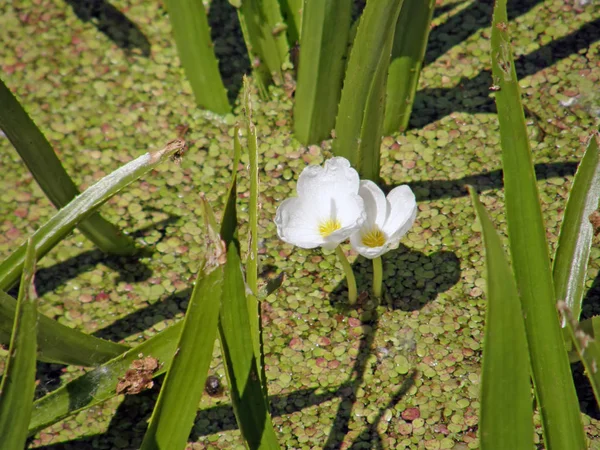 Corpuscle je obyčejné nebo aloe jako. Letní květiny. Royalty Free Stock Obrázky