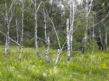 Yaz ormandaki ağaçlar.