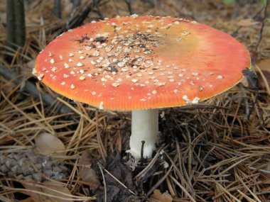 Mantar amanita. güzel görüntü