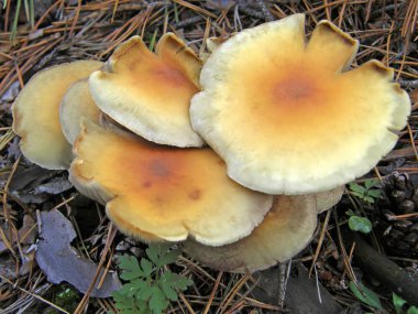 Orman mantar fotoğraf.