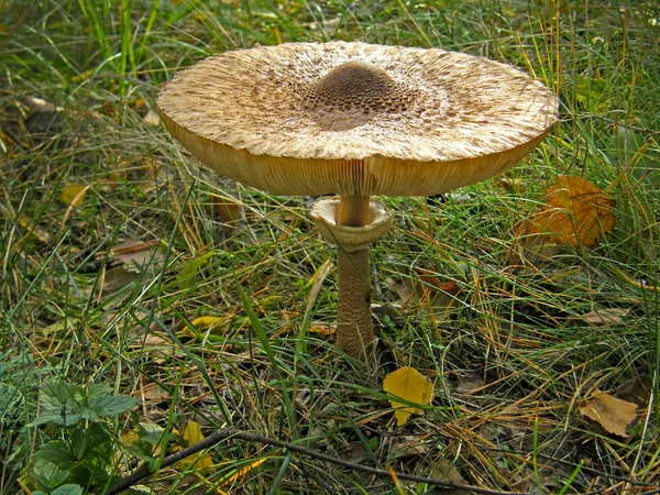 Forest mushroom umbrella. — Stock Photo, Image