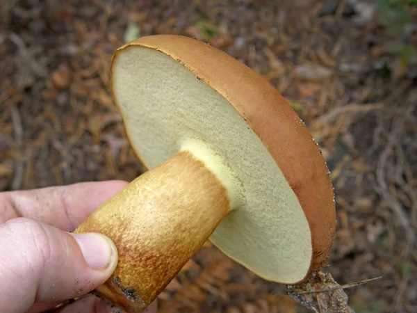 Польский гриб Imleria badia . — стоковое фото