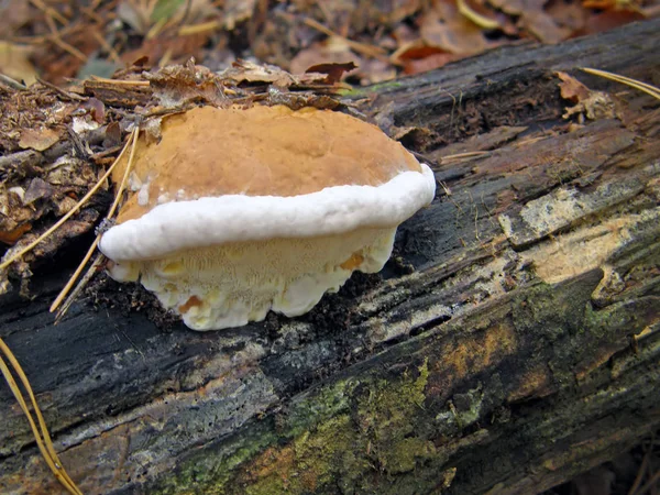버섯 Ganoderma applanatum. — 스톡 사진