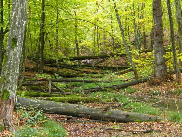 Padlé stromy v lese. — Stock fotografie