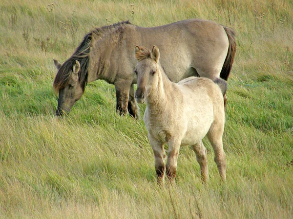 Chevaux sauvages dans la steppe . — Photo