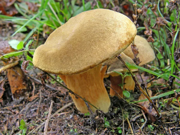 Mushroom Boletus subtomentosus. — Stock Photo, Image