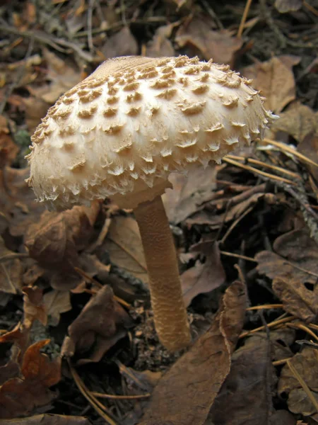 Фото лесного гриба . — стоковое фото