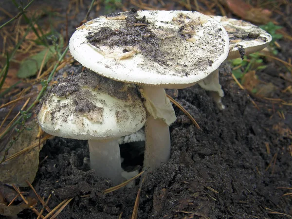 숲 버섯 사진. — 스톡 사진