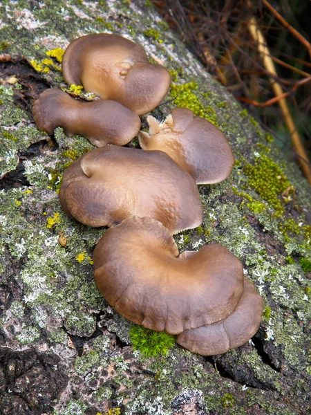 Mushroom fallurotus ostreatus . — стоковое фото