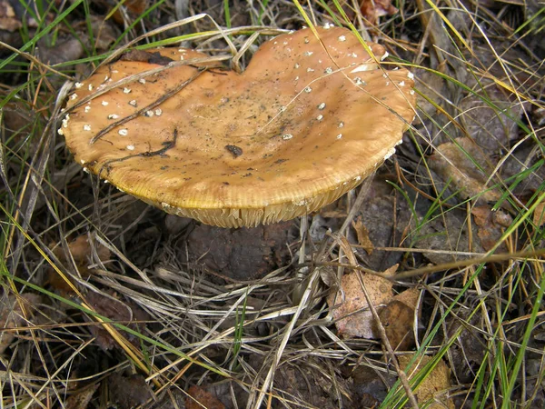 숲 버섯 사진. — 스톡 사진