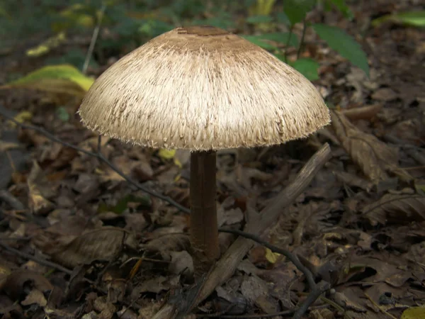 Лесной грибной зонтик . — стоковое фото