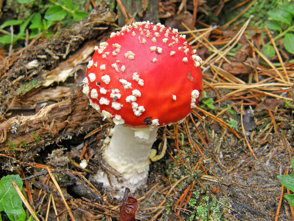 Грибная аманита. красивый образ
