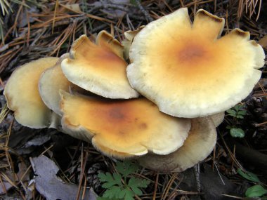 Orman mantar fotoğraf.