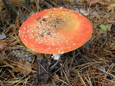 Mantar amanita. güzel görüntü