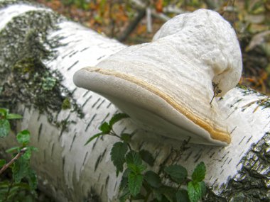 mushroom Fomes fomentarius.