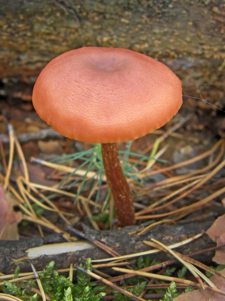 Champignon forestier photo . — Photo