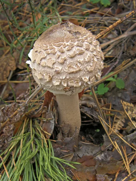 Skog svamp foto. — Stockfoto