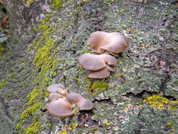 Svamp pleurotus ostreatus. — Stockfoto