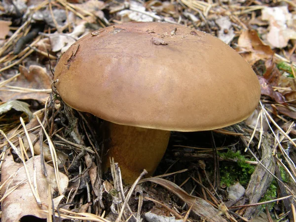 Polish mushroom Imleria badia. — Stock Photo, Image