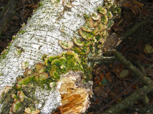 Mushroom Trichaptum biforme. — Stock Photo, Image