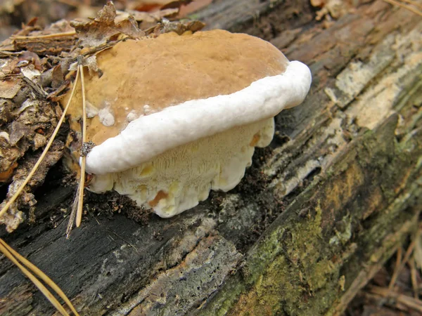 Svamp Ganoderma applanatum. — Stockfoto